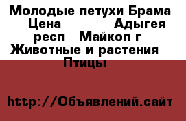 Молодые петухи Брама  › Цена ­ 1 500 - Адыгея респ., Майкоп г. Животные и растения » Птицы   